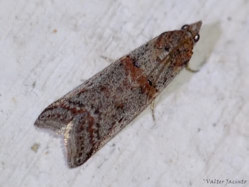 Acrobasis bithynella