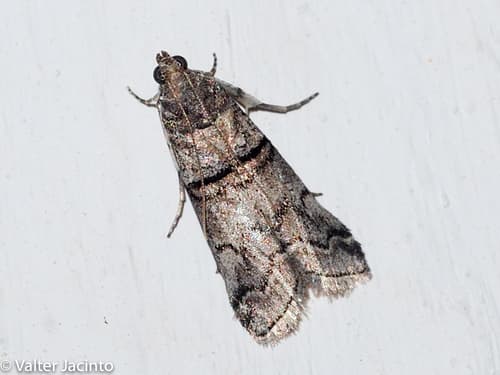 Acrobasis romanella