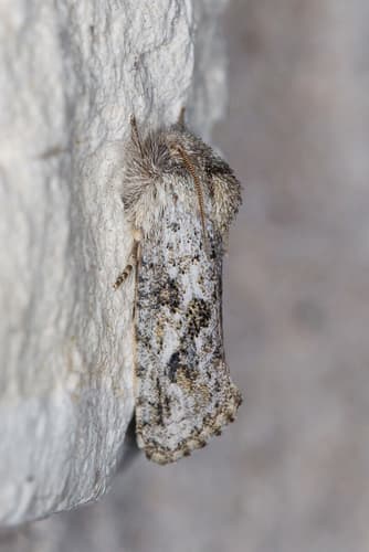 Grey Acrolophus Moth