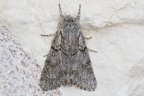 Total Dagger Moth