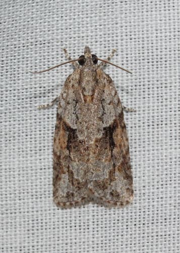 Acropolitis rudisana