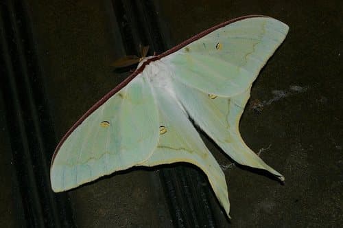 Japanese Luna Moth