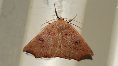 Acute Point Moth