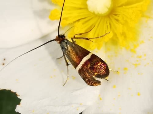 Southern Longhorn Moth