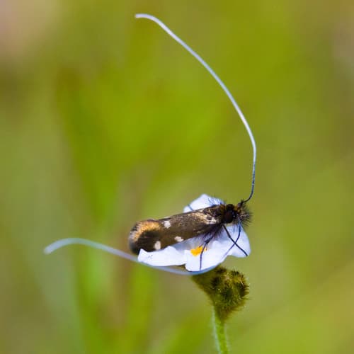 Flammeusella Fairy Moth