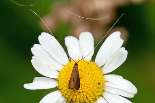 Violet Longhorn Moth