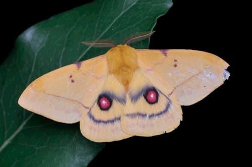 Adetomeris erythrops