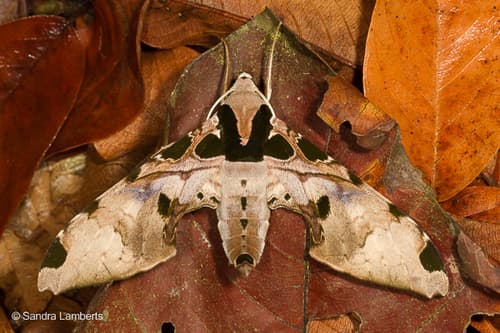Palmer's Adhemarius Sphinx