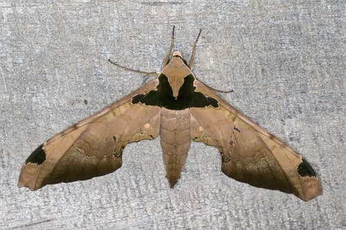Ypsilon Hawkmoth