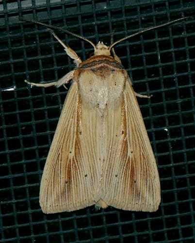 Adjutant Wainscot