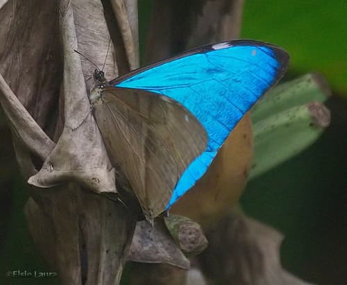 Aega Morpho
