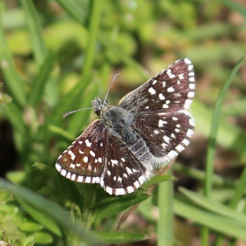 Aegean Skipper