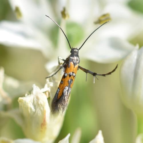 Beautiful Aetole Moth
