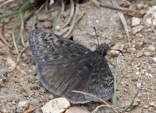 Afranius Duskywing