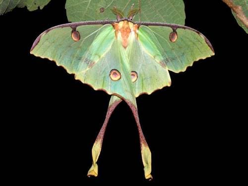 African Moon Moth