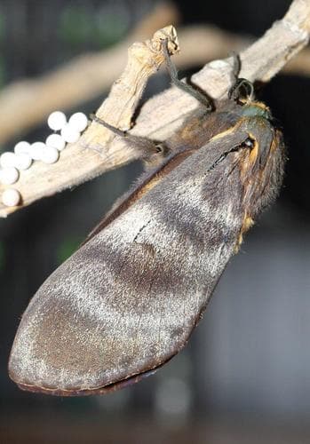 African Silk Moth