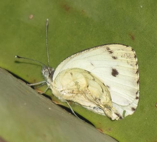 African Small White