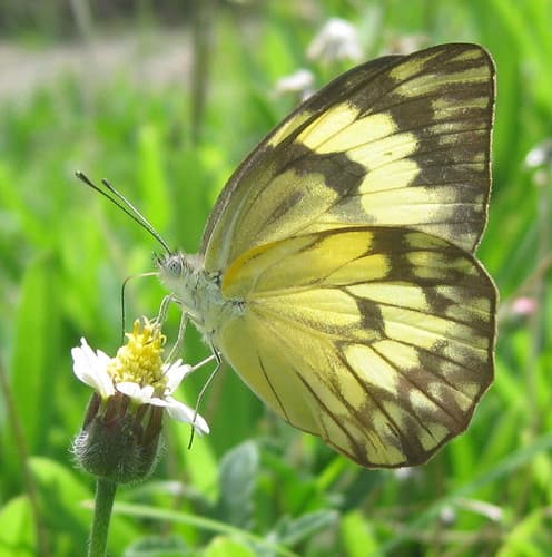 African Veined White