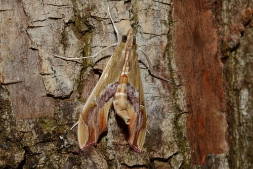 Agathodes designalis