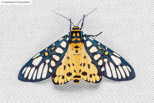 Aglaomorpha plagiata