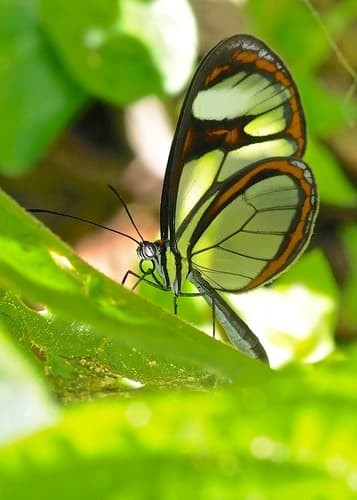 Agnosia Glasswing