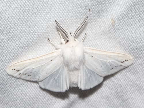 Agreeable Tiger Moth