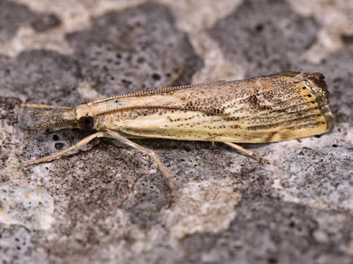 Toll's Grass-moth