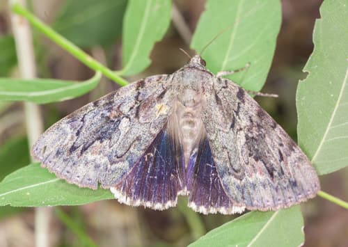 Agrippina Underwing