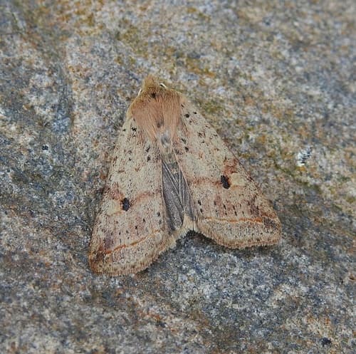 Agrochola blidaensis