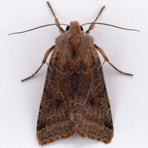 Purple Sallow