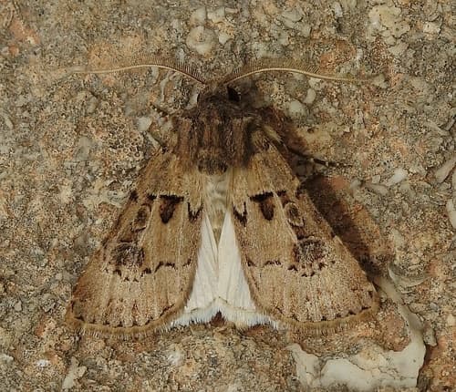 Agrotis lata