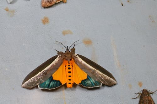 Ailanthus Defoliator