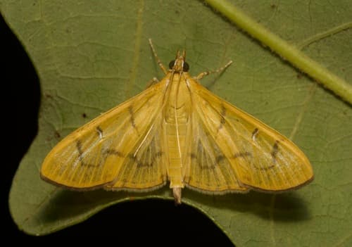 Alamo Moth
