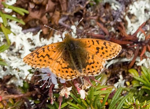 Alaskan Fritillary