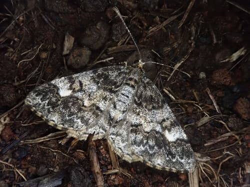 Angle-barred Carpet