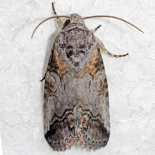 Inca Moth