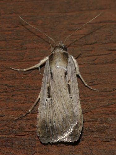 Alfalfa Looper Moth