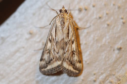 Alfalfa Webworm Moth