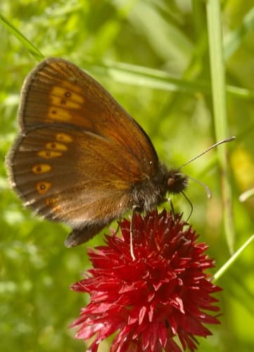 Almond Ringlet