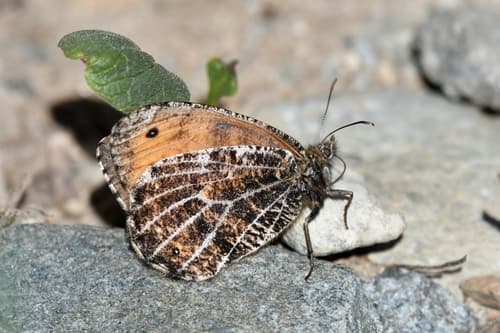 Alpine Grayling