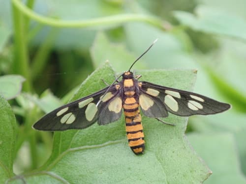Wasp Moth
