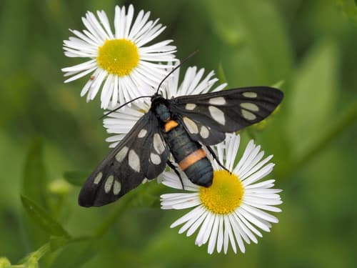 Black-horned Amata Moth