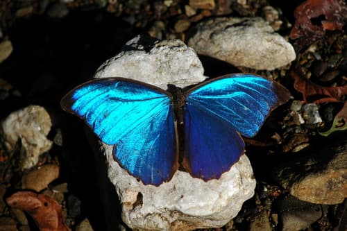 Amathonte Morpho