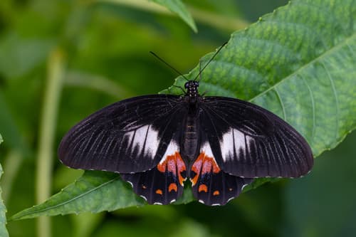 Ambrax Swallowtail