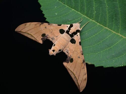 Ochraceous Hawk-moth