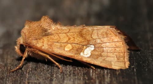 American Ear Moth
