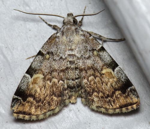American Idia Moth