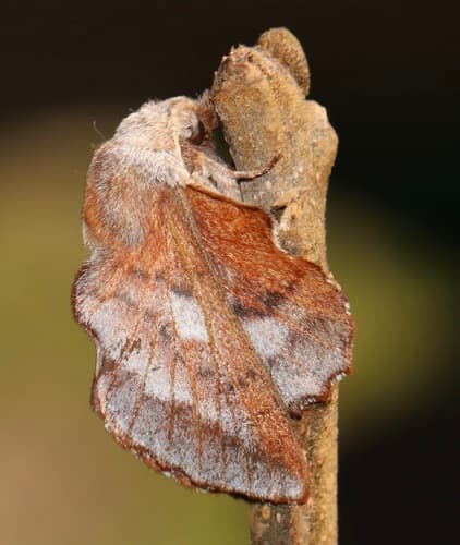 American Lappet Moth