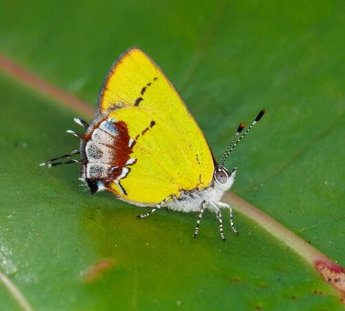 Amethyst Hairstreak