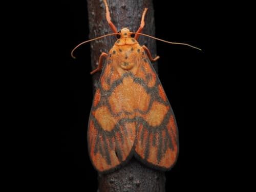 Ammatho roseororatus